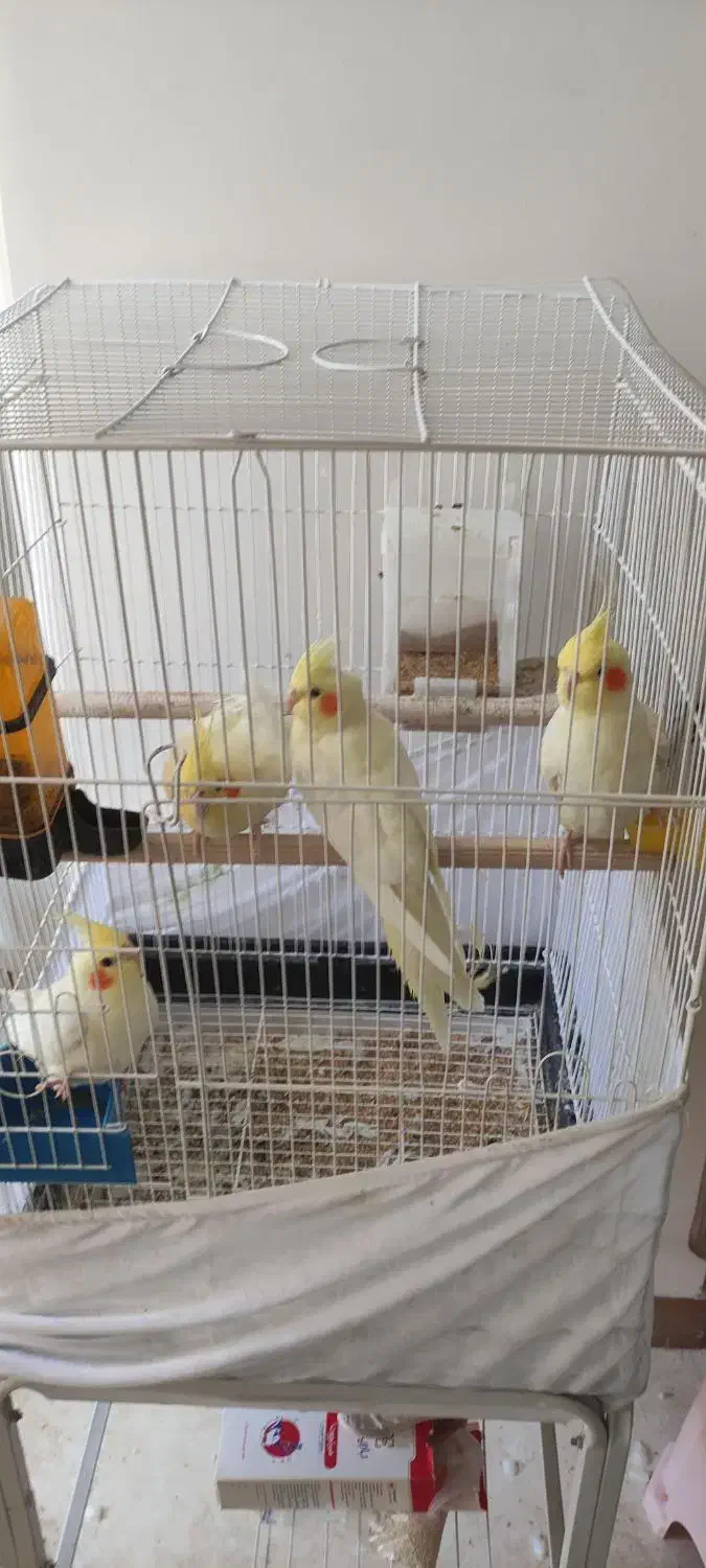 فروش عروس هلندی (لوتینو)|پرنده|ساوه, |دیوار