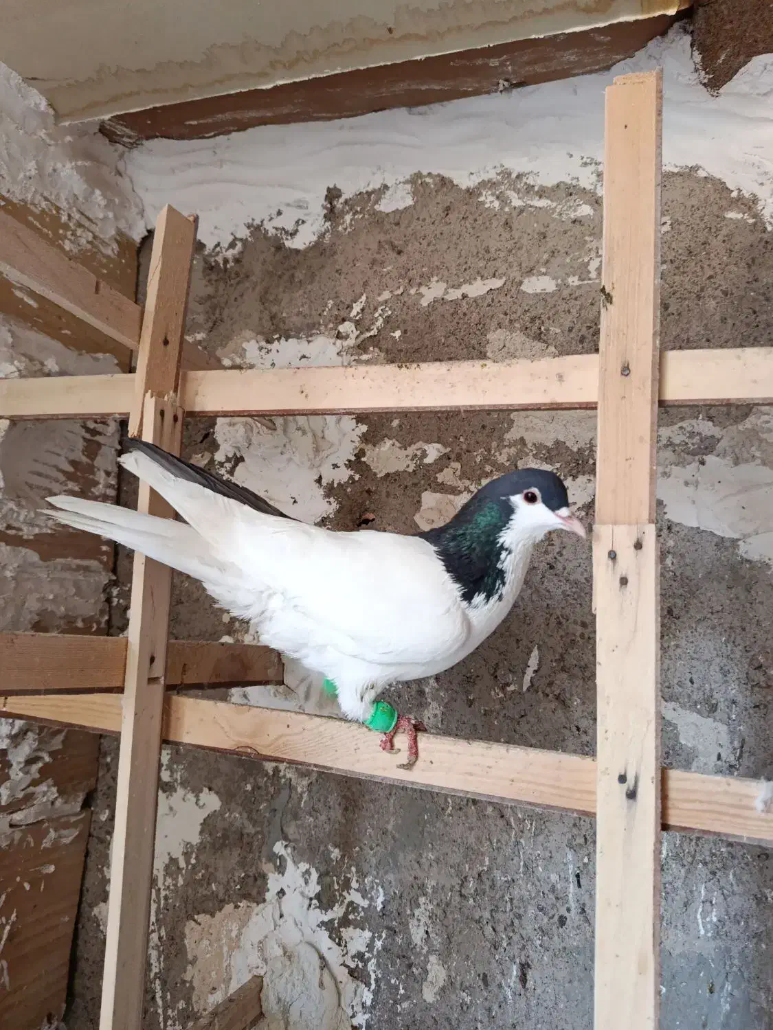 کبوتر رنگی سیاپوش شیرازی|پرنده|قزوین, |دیوار