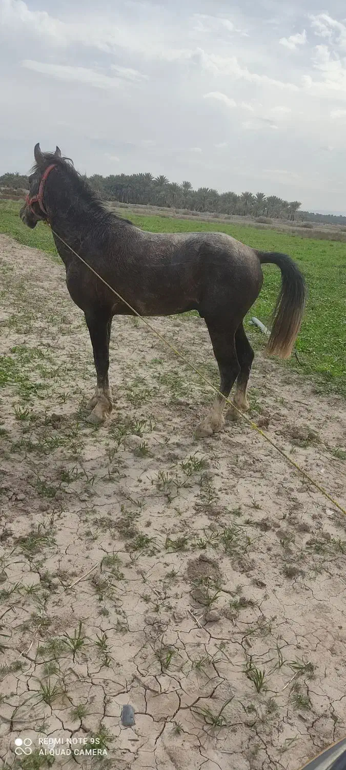 اسب|اسب و تجهیزات اسب‌سواری|جیرفت, |دیوار