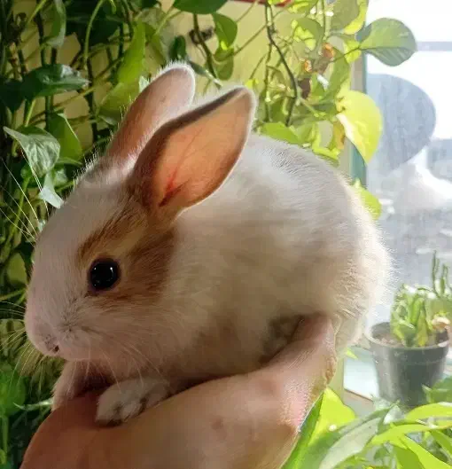 خرگوش|موش و خرگوش|تهران, حصارک|دیوار