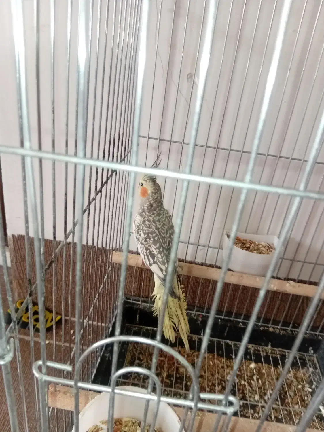 عروس هلندی|پرنده|شیراز, جوادیه|دیوار