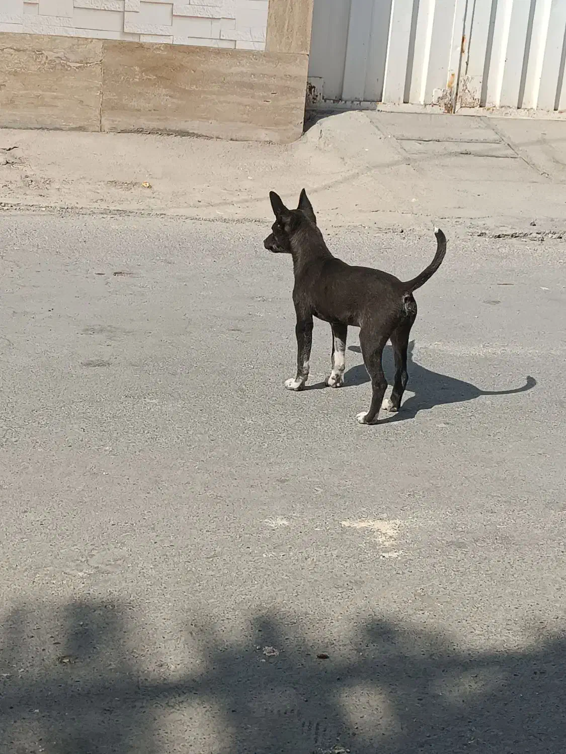 سک پا کوتا|سگ|زابل, |دیوار