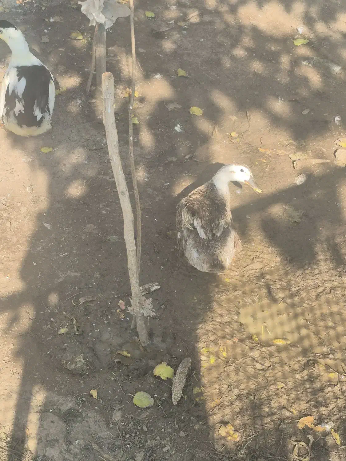 اردک و مرغ|حیوانات مزرعه|تهران, والفجر (افسریه)|دیوار