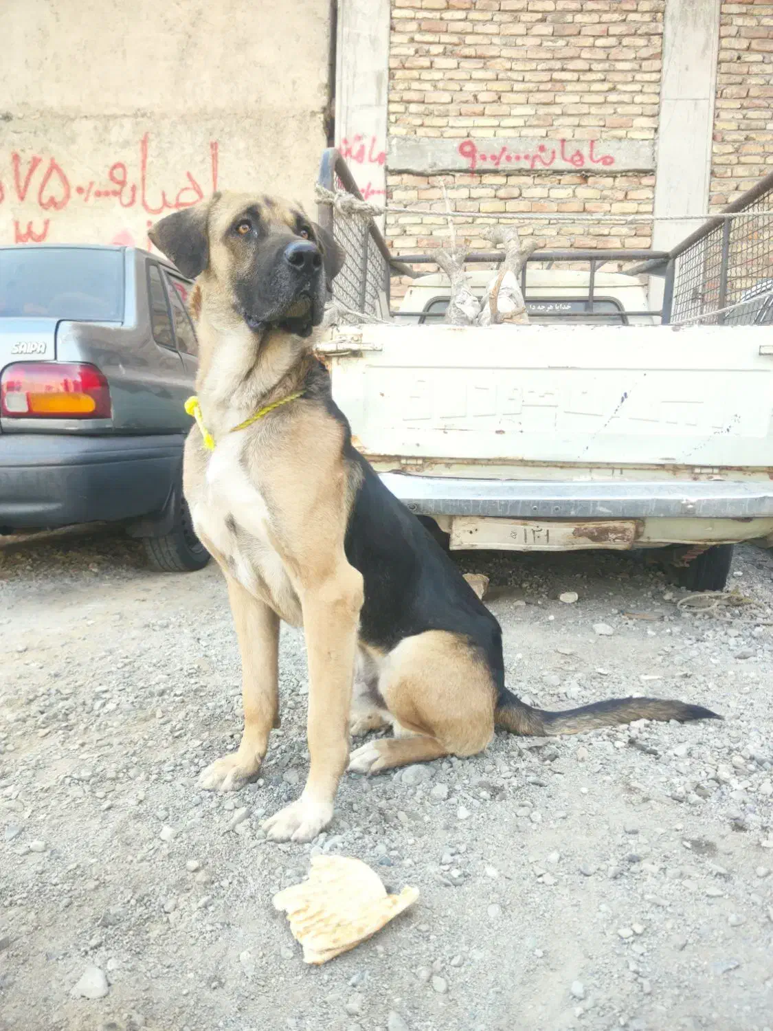 پژدرعراقی دوساله|سگ|صباشهر, |دیوار