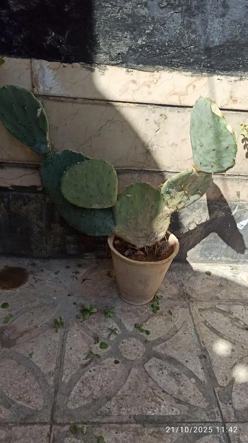 دو کاکتوس بسیار زیبا که خواص درمانی داره|گل و گیاه طبیعی|شیراز, ریاستی|دیوار