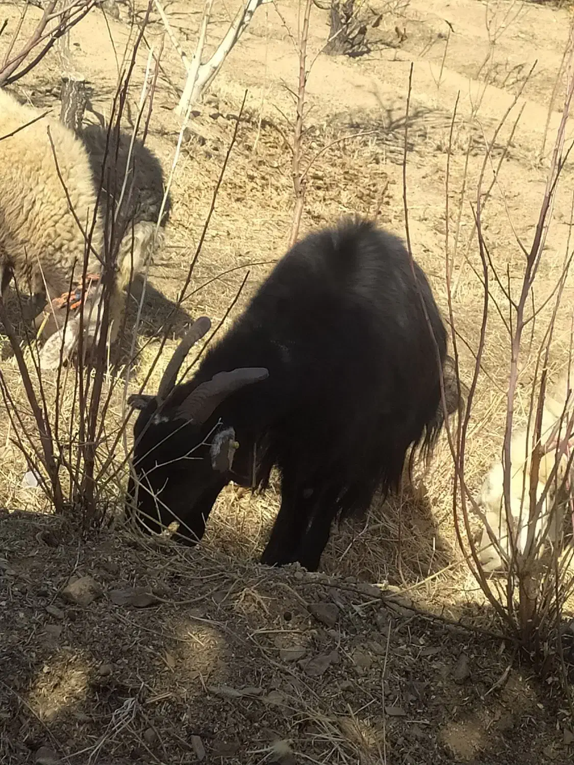 بز بزغاله بره میش گوسفند|حیوانات مزرعه|باغ بهادران, |دیوار