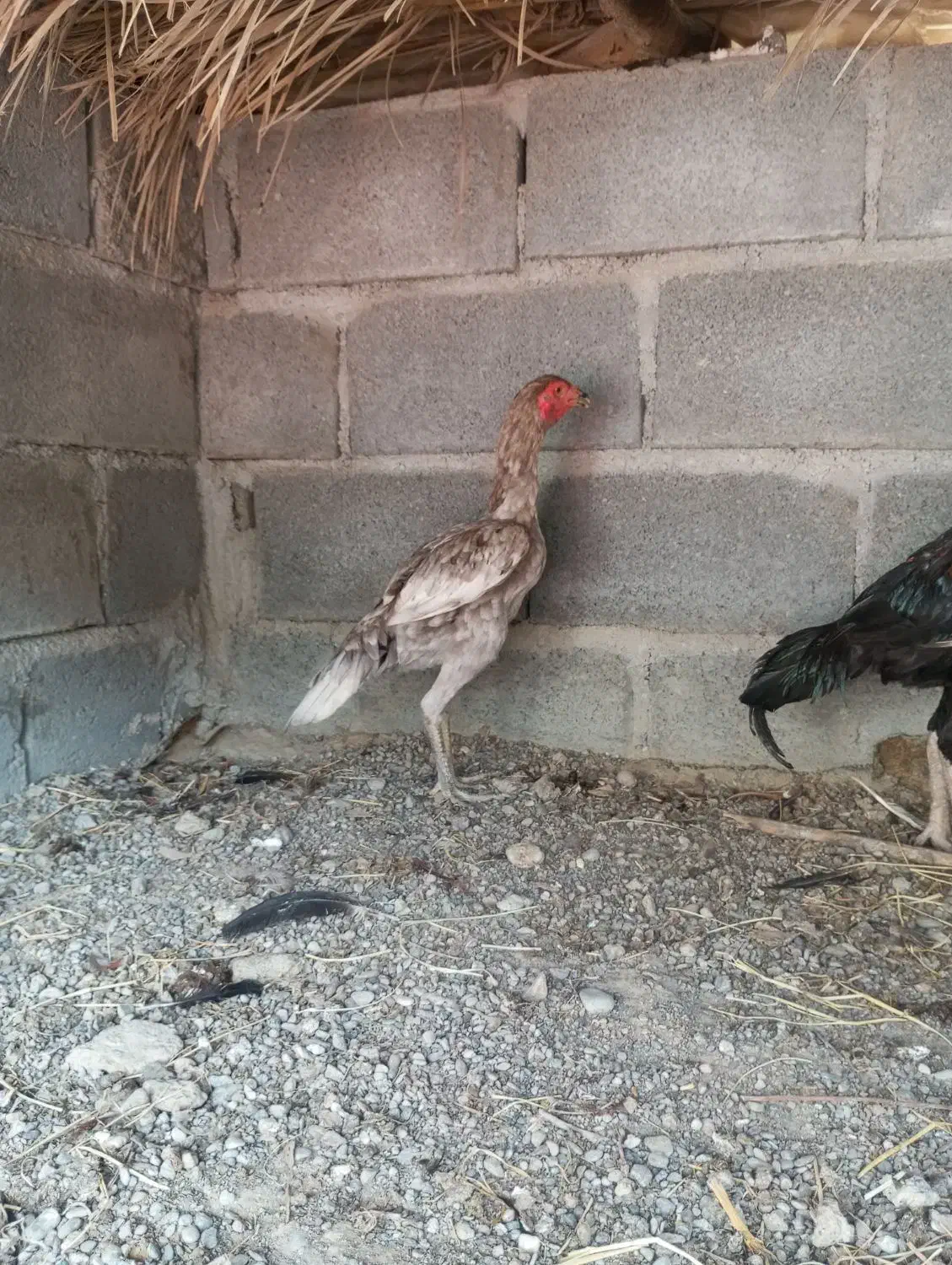 ماده ذات دار|حیوانات مزرعه|میناب, |دیوار