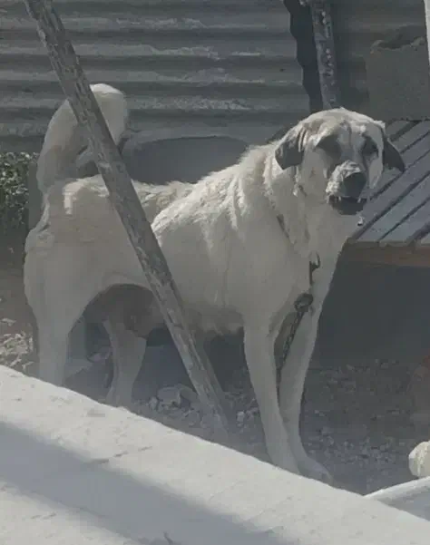 سگ عراقی ماده|سگ|سلطانیه, |دیوار