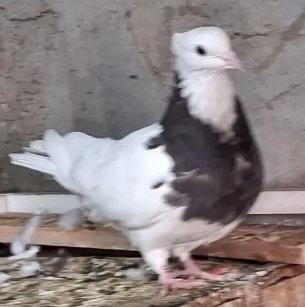 طوقی ماده|پرنده|بهبهان, |دیوار