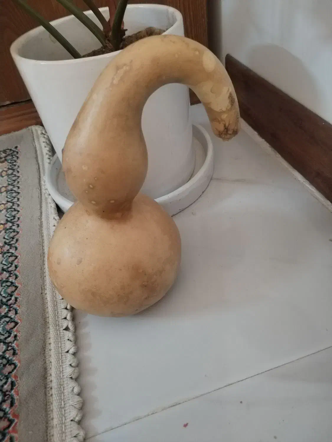 کدو تزعینی|مجسمه، تندیس، ماکت|مشهد, شهرک مطهری|دیوار