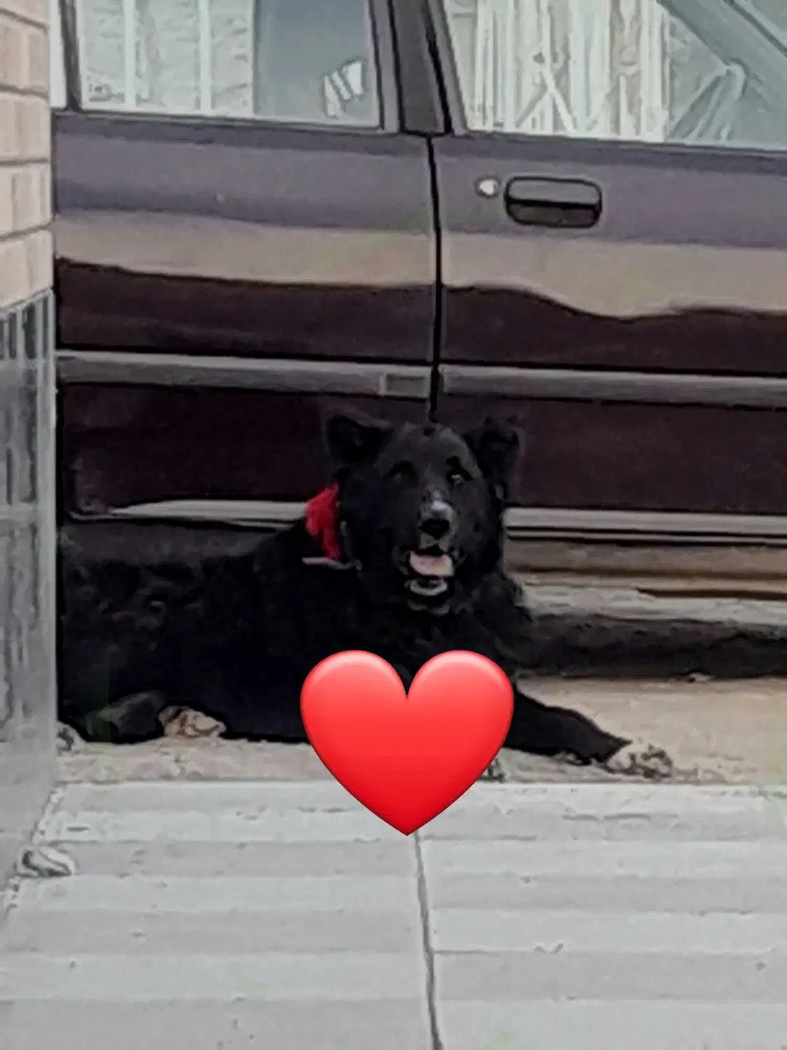 واگذاری سگ قدرجونی سرومچ دار همه چی تموم|سگ|شهرضا, |دیوار