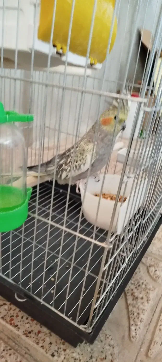 عروس هلندی معاوضه با سهره|پرنده|هرسین, |دیوار