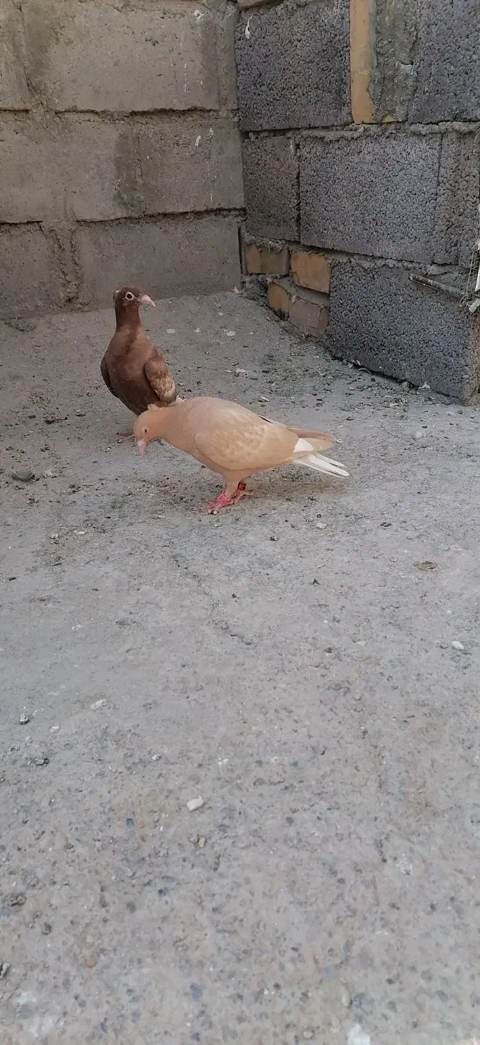 کارل میوملز کاکلی دم سفید عتیقه|پرنده|مه ولات, |دیوار