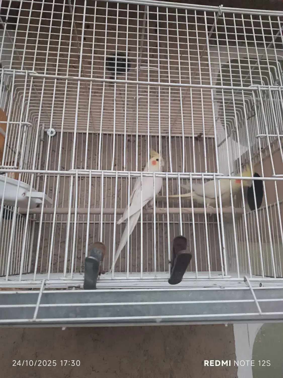 عروس هلندی|پرنده|فسا, |دیوار