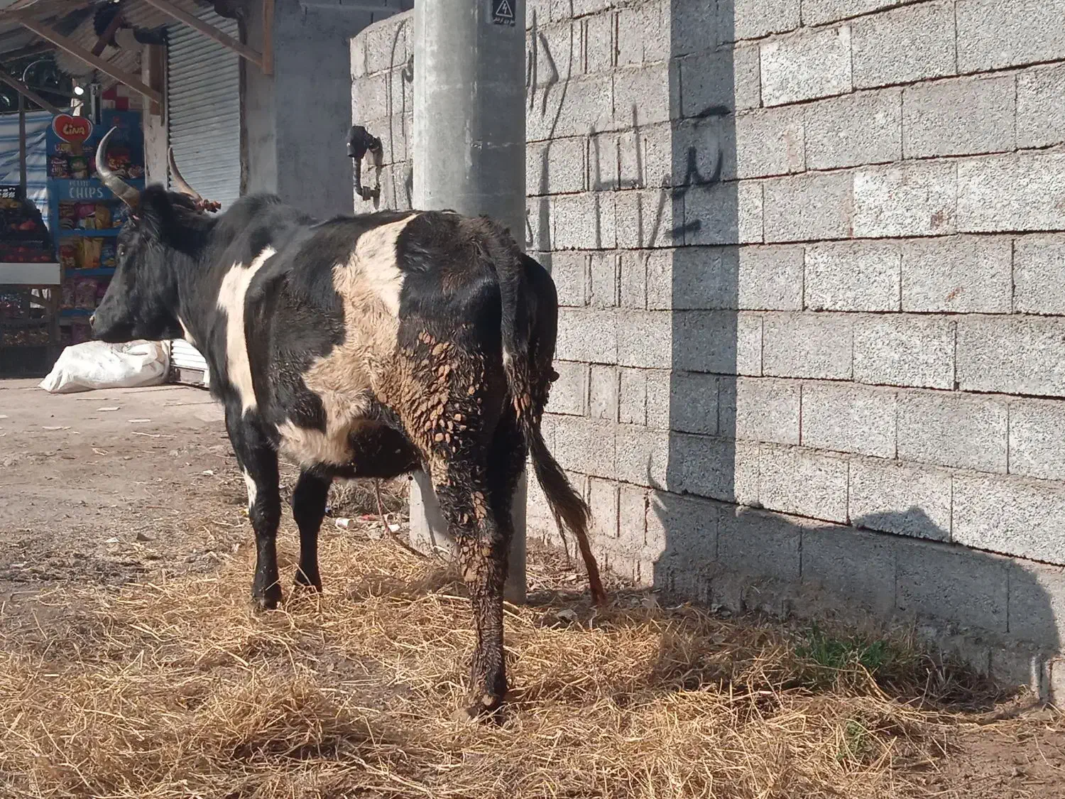 گاو چالوسی سه گوساله آورده جوان|حیوانات مزرعه|کیاشهر, |دیوار