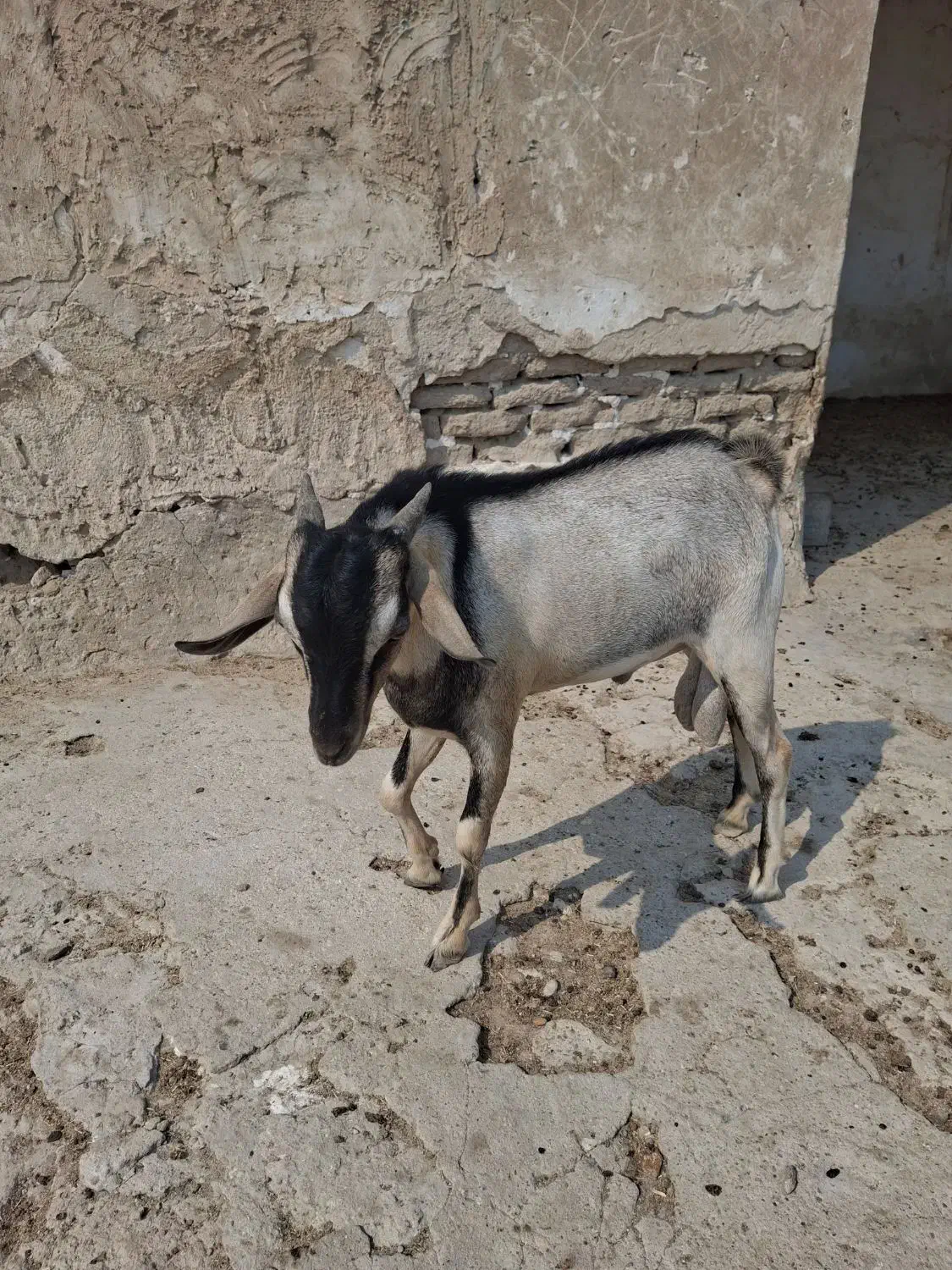 کهره نر دوقلو|حیوانات مزرعه|خمیر, |دیوار