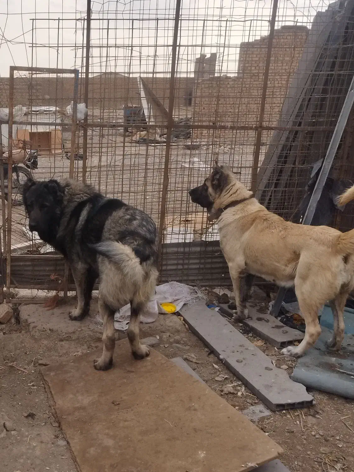 سگ سرابی زداقدیمنر|سگ|بهارستان, |دیوار