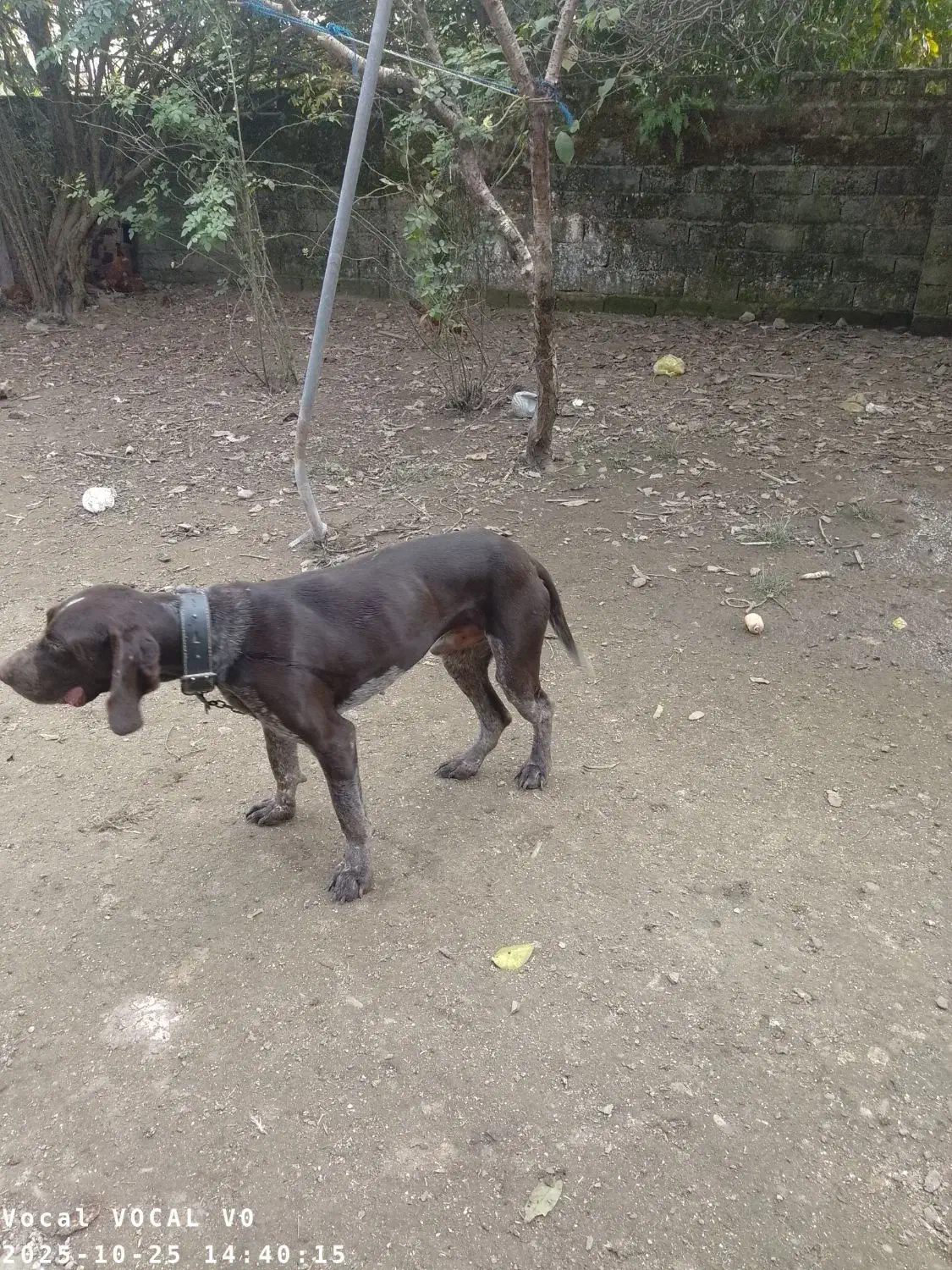 سگ شکاری|سگ|صومعه‌سرا, |دیوار