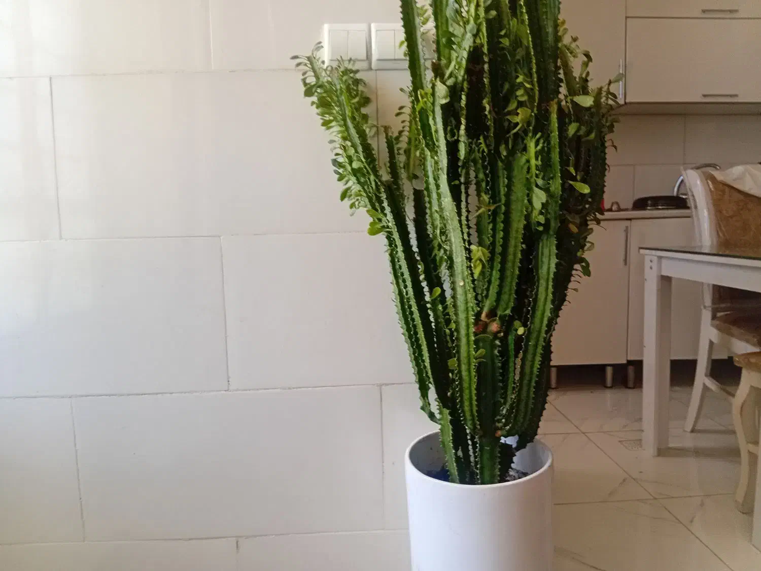 گل بسیار زیبا|گل و گیاه طبیعی|ایوان, |دیوار