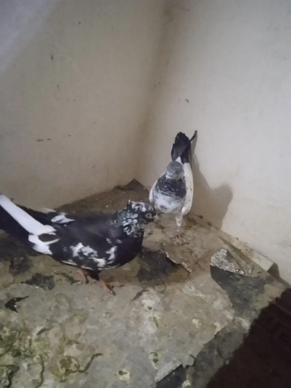 شادگان|پرنده|شادگان, |دیوار