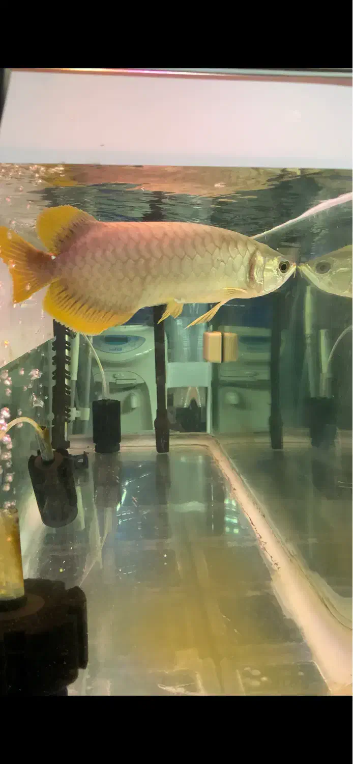 آروانا بانجار رد|ماهی|خرمآباد, |دیوار