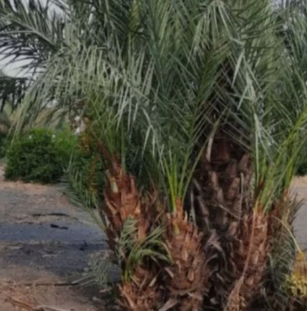 نخل|خدمات باغبانی و درختکاری|اصفهان, سنبلستان|دیوار