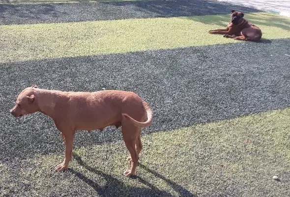 سگ پیت بول|سگ|محمدشهر, همایون ویلا|دیوار