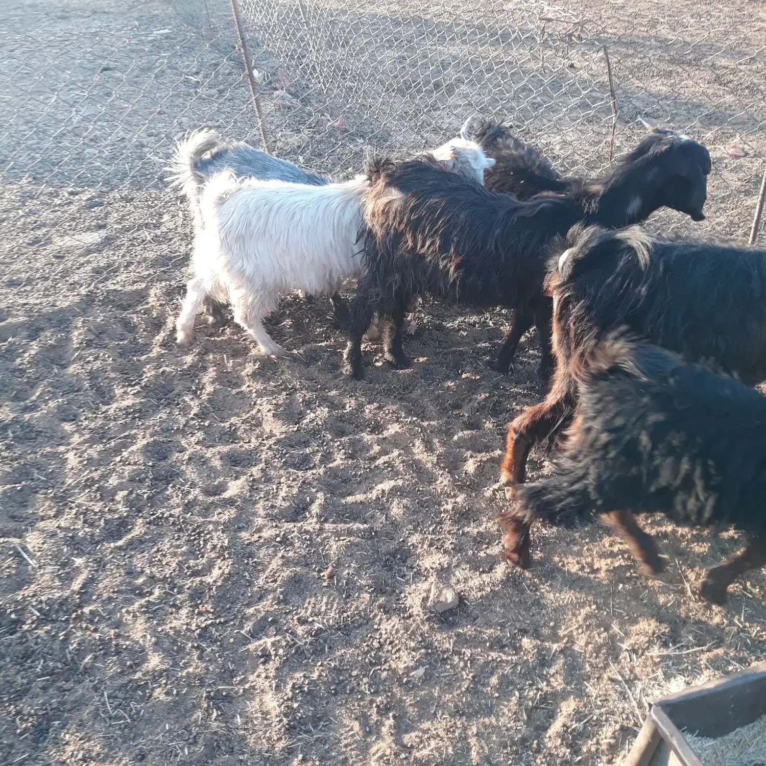 حراج|حراج|نهاوند, |دیوار