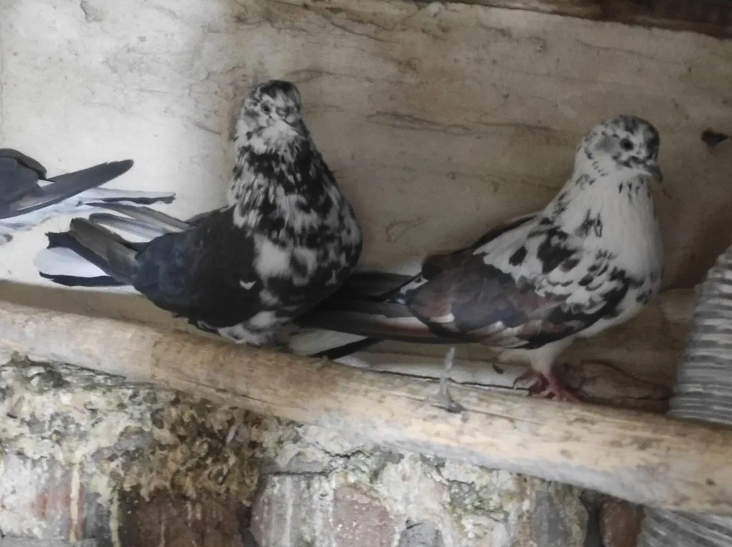 کبوتر|پرنده|تیکمه داش, |دیوار