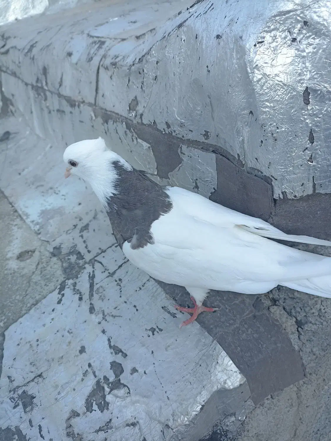 کبوتر طوقی|پرنده|دشت ذهاب, |دیوار