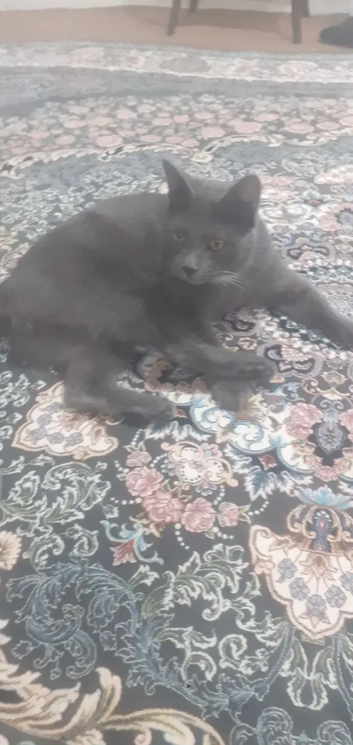 گربه نر اسکاتی دوساله کاملا خانگی ودست اموز|گربه|قدس, شهر‌قدس|دیوار