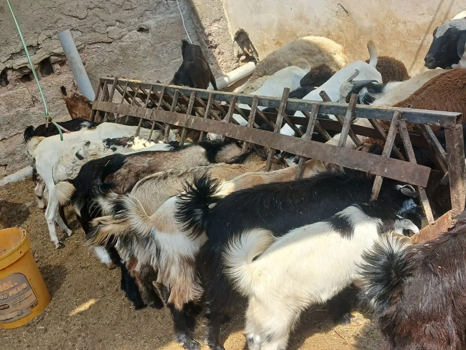 کهر گیسه بز خود بندرعباس با قصابی رایگان|حیوانات مزرعه|بندرعباس, |دیوار
