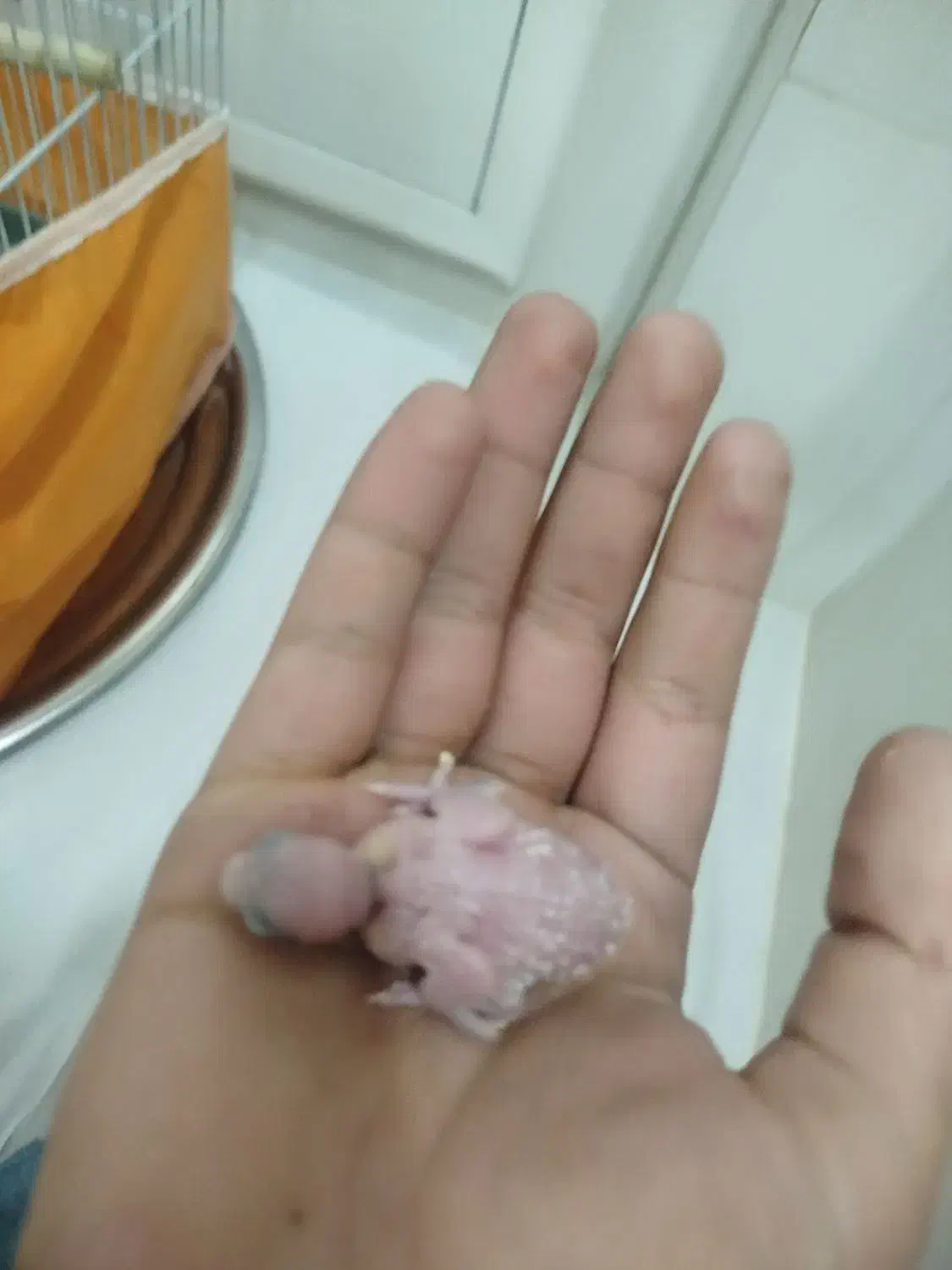 مرغ عشق انگلیسی|پرنده|بانه, |دیوار