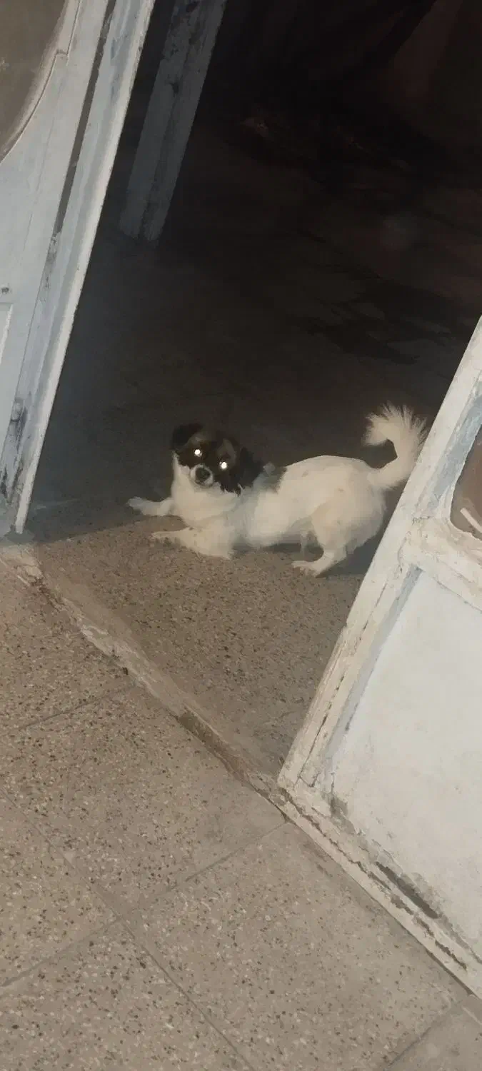 سگ شیتزو تریر|سگ|کرمانشاه, |دیوار