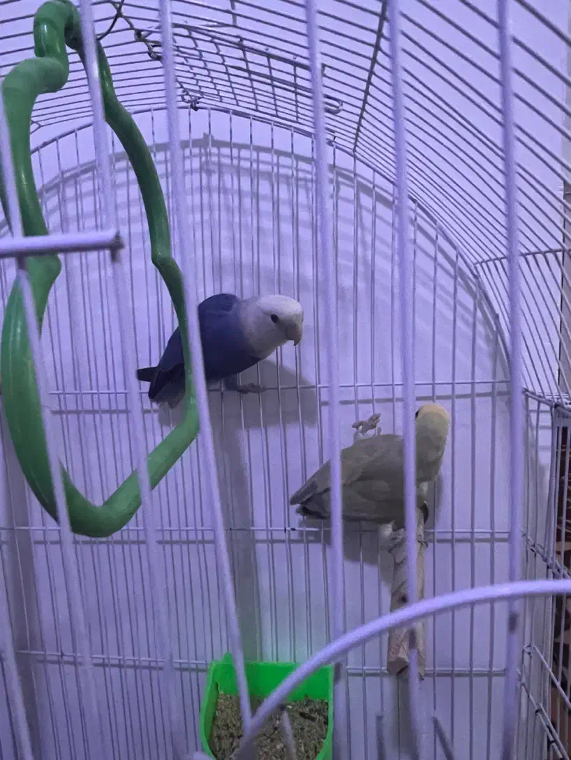 پرنده|پرنده|بجنورد, |دیوار