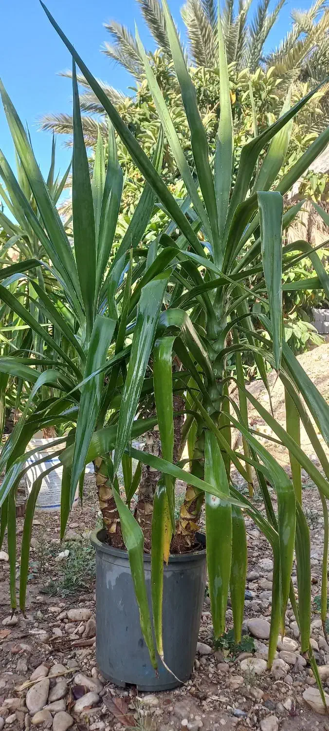 گل یوکا|گل و گیاه طبیعی|خفر, |دیوار