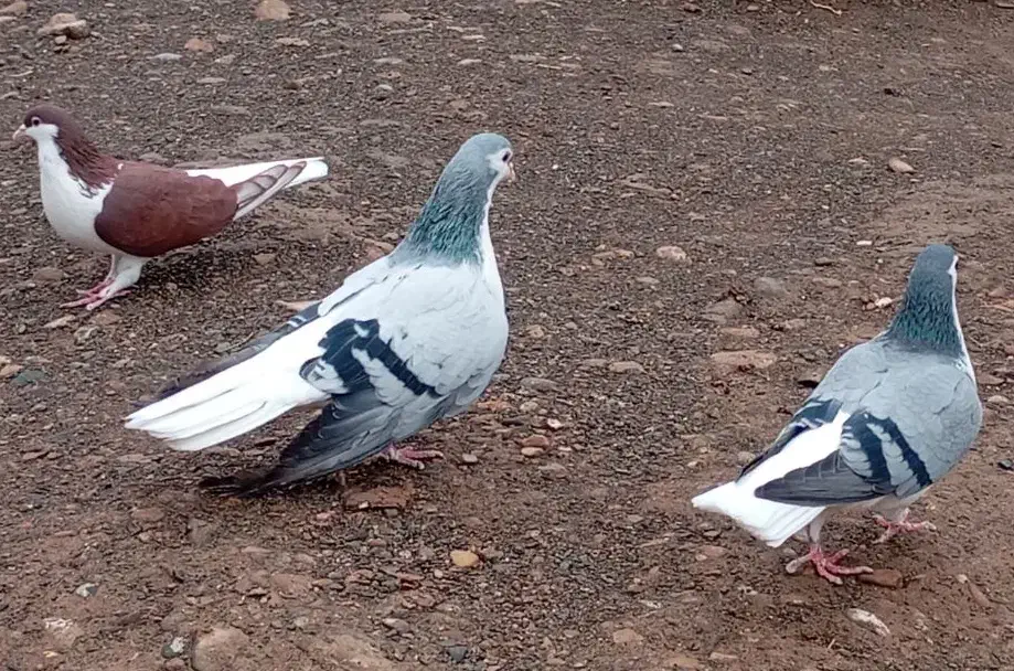 ساده سبز|پرنده|زبرخان, |دیوار