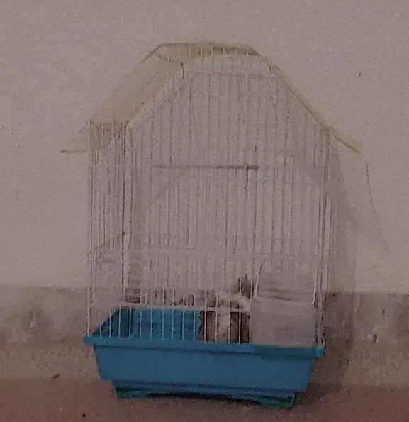 همستر|موش و خرگوش|نورآباد, |دیوار