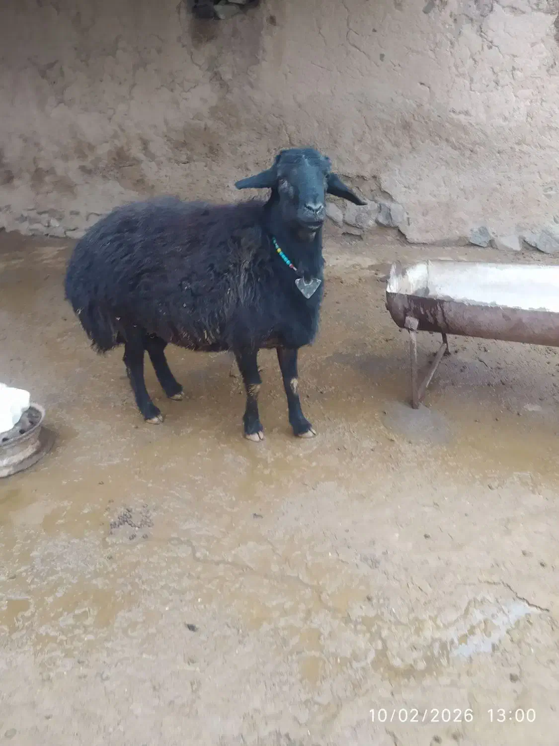 قوچ قره قزل|حیوانات مزرعه|قره پشتلو, |دیوار