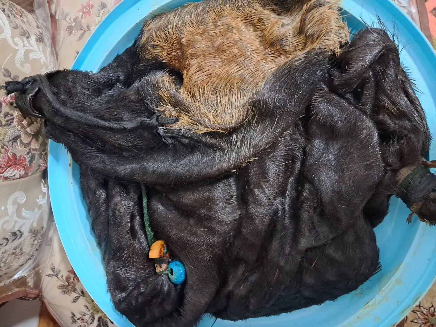 هیزه (پوست بز)|حیوانات مزرعه|دورود, |دیوار