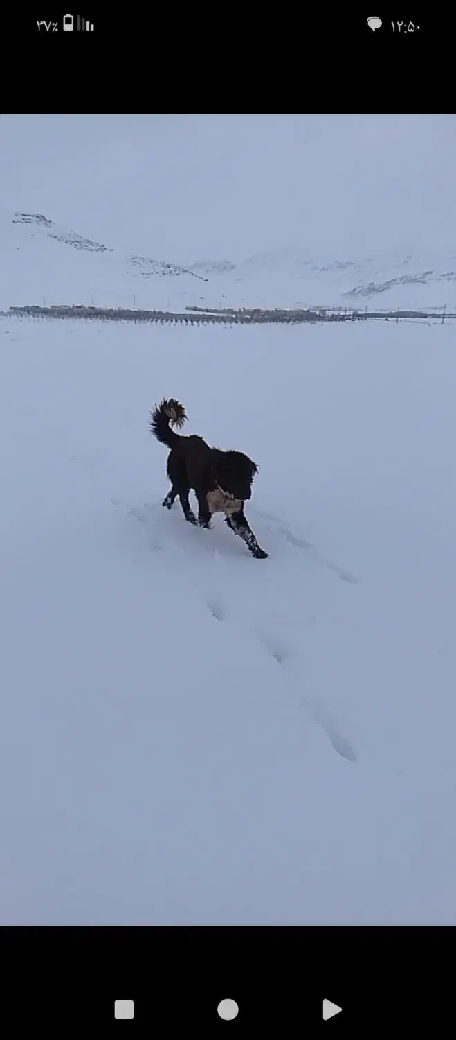 سگ دزدیده شوده|حیوانات|خمینی‌شهر, |دیوار