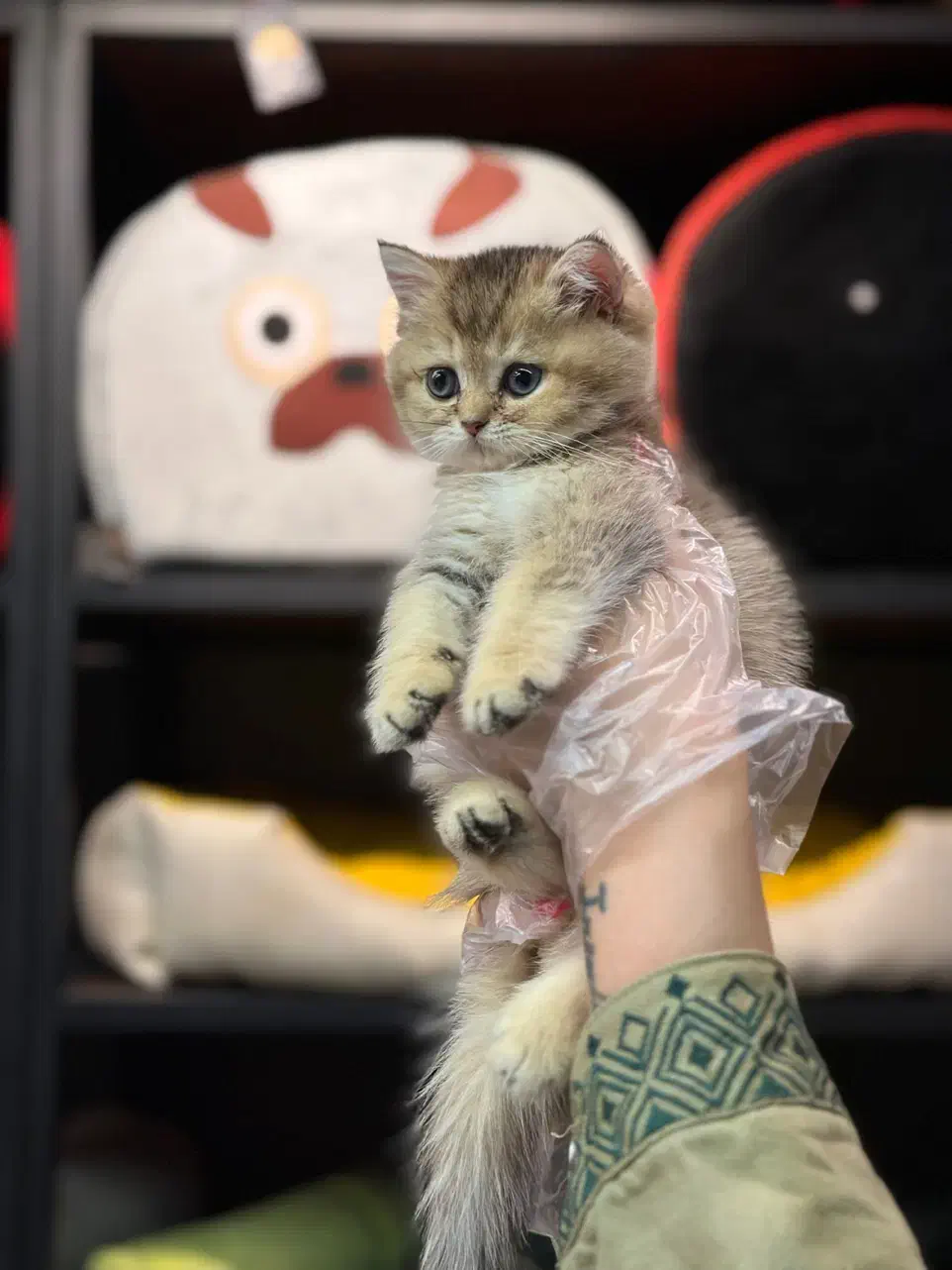 گربه بیریتش واسکاتیش گلد|گربه|تهران, باغ فیض|دیوار