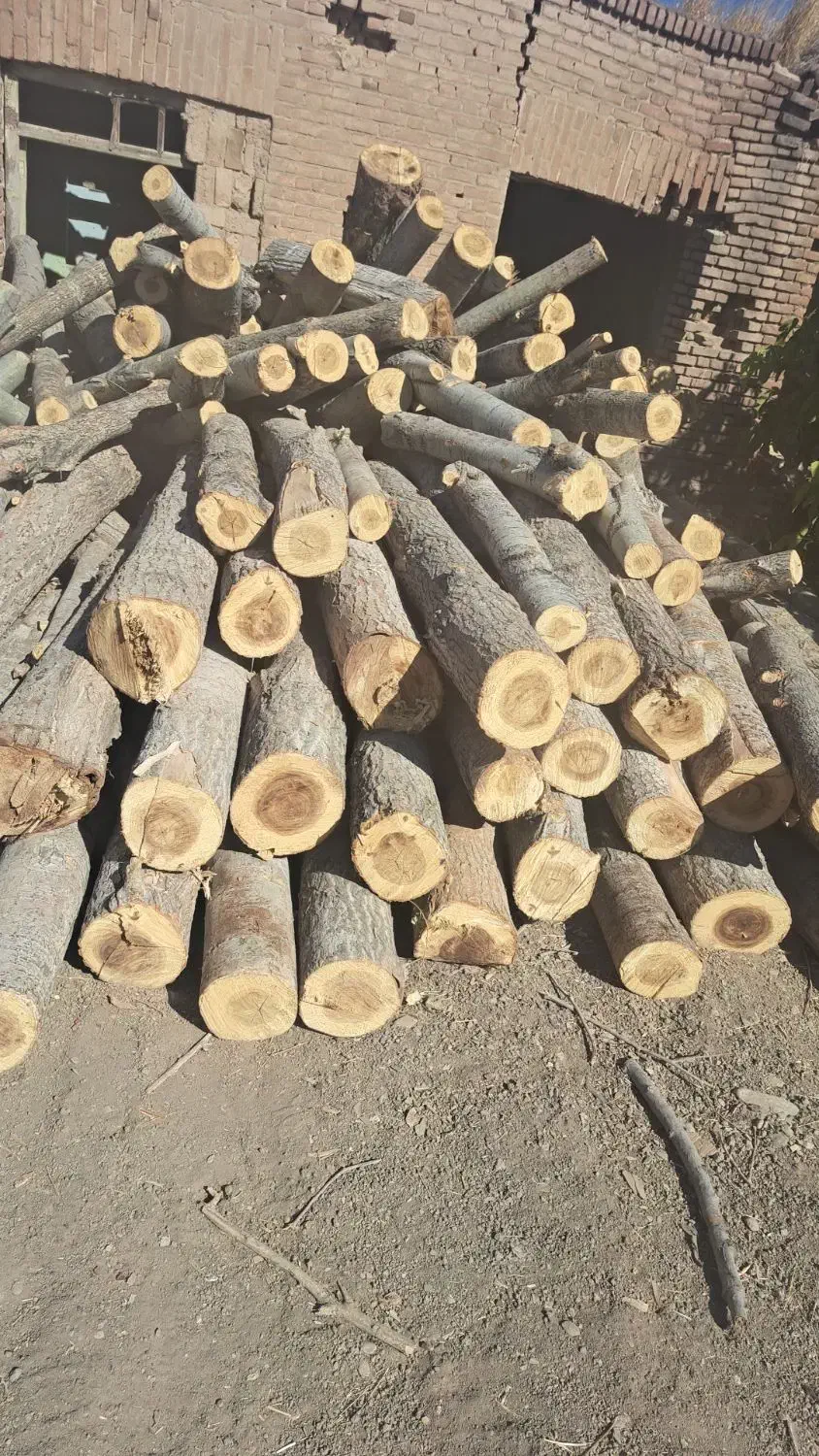 خرید چوب|خدمات باغبانی و درختکاری|قزوین, |دیوار