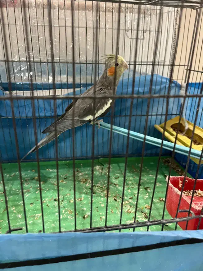 جوجه عروس هلندی|پرنده|کاشان, طالقانی|دیوار