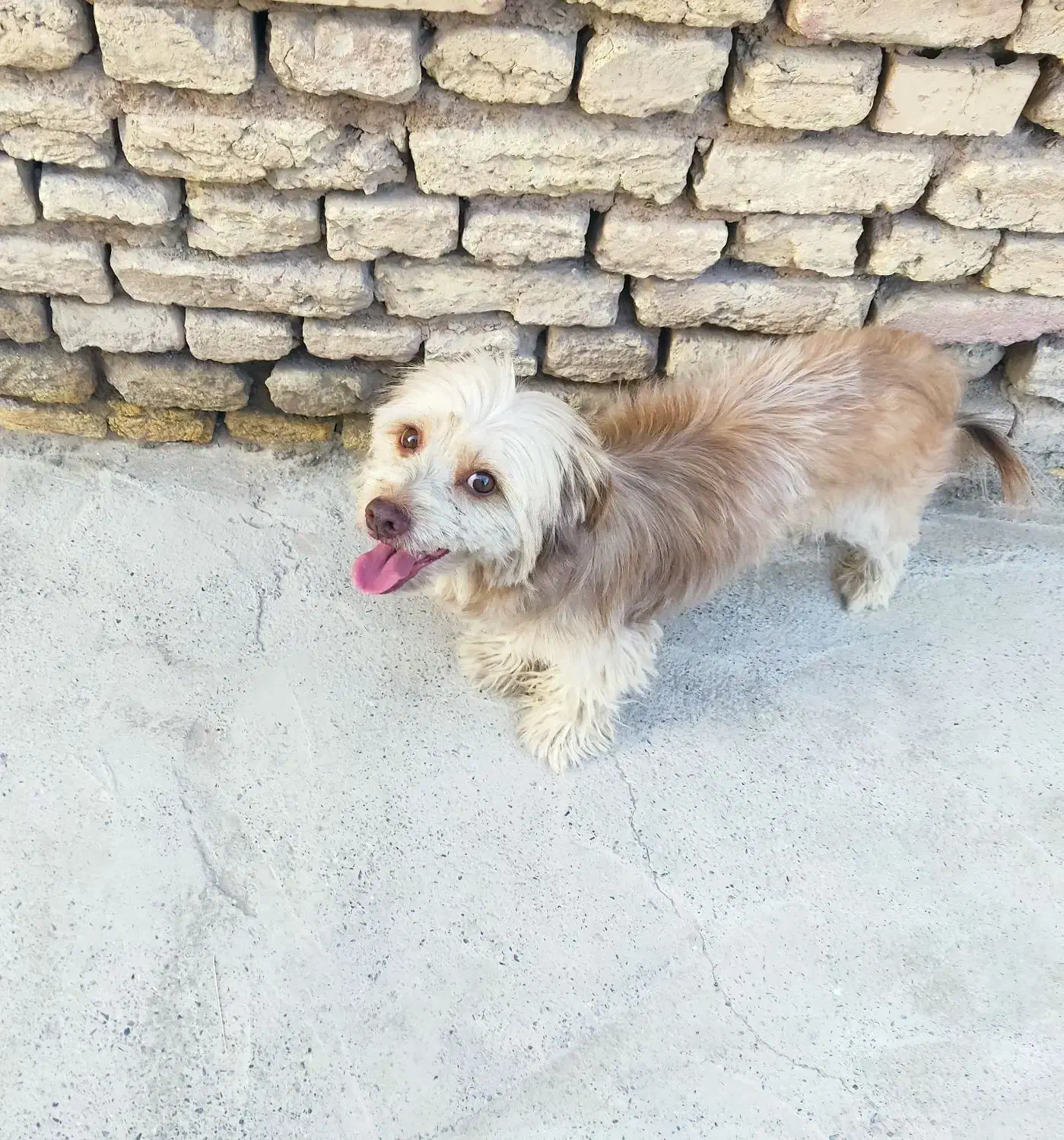 سگ اشپیتز تریر|سگ|اصفهان, قائمیه|دیوار