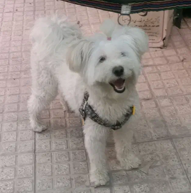 واگذاری سگ|سگ|اصفهان, مفتح|دیوار