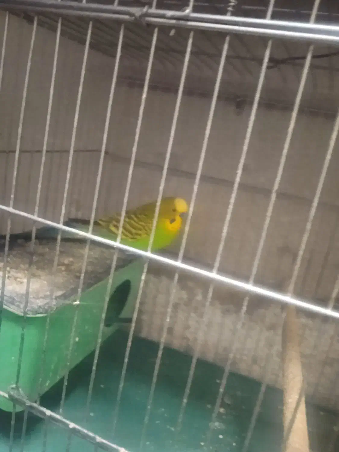 مرغ عشق بالغ|پرنده|شیراز, کوشک میدان|دیوار