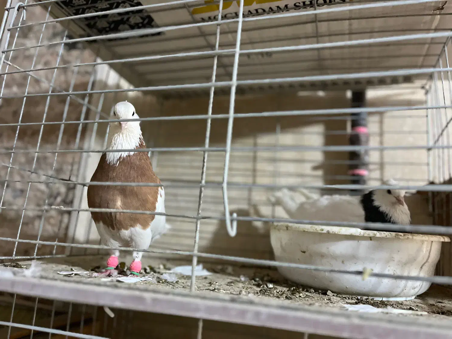 کفتر|پرنده|کرمانشاه, |دیوار