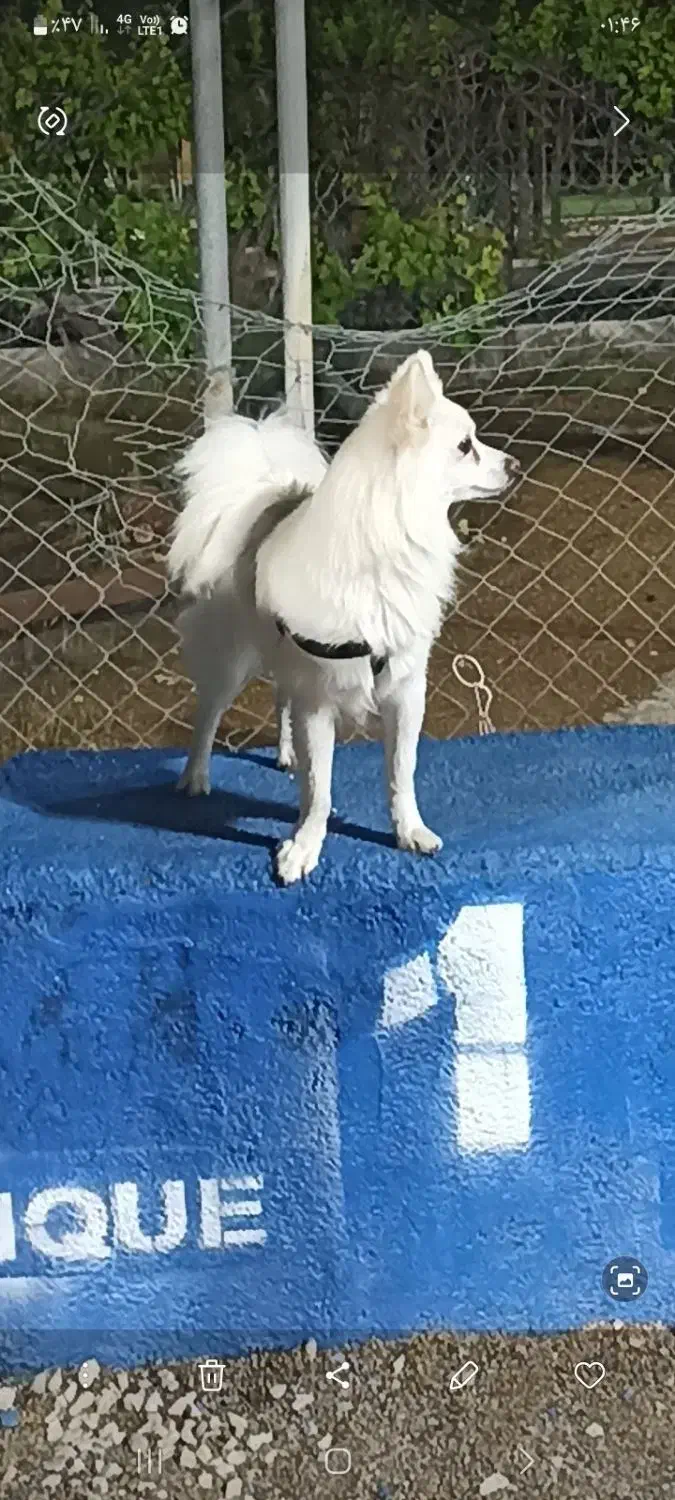 واگذاری|سگ|ارژن, |دیوار