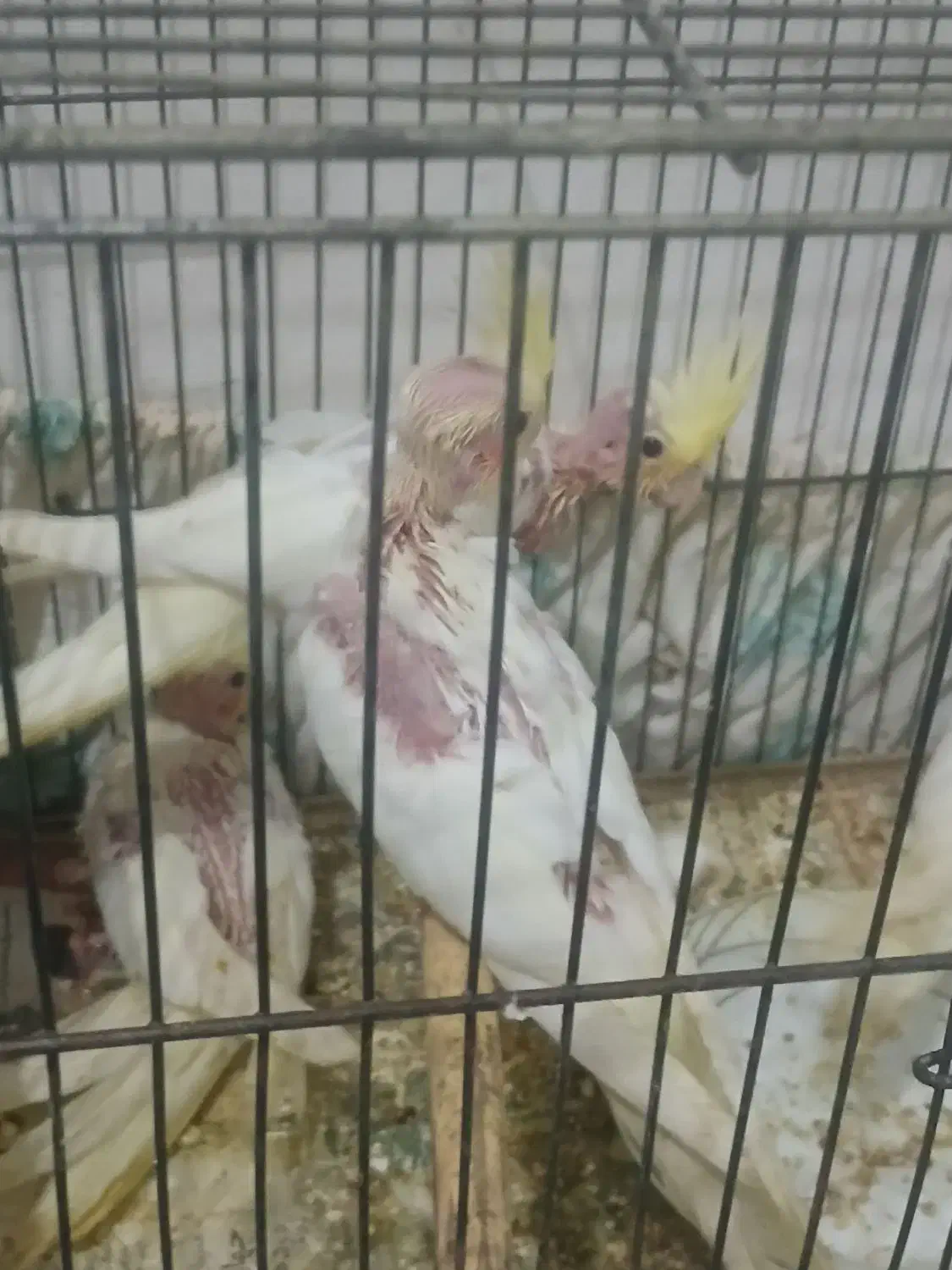 طوطی عروس|پرنده|رشت, حمیدیان|دیوار